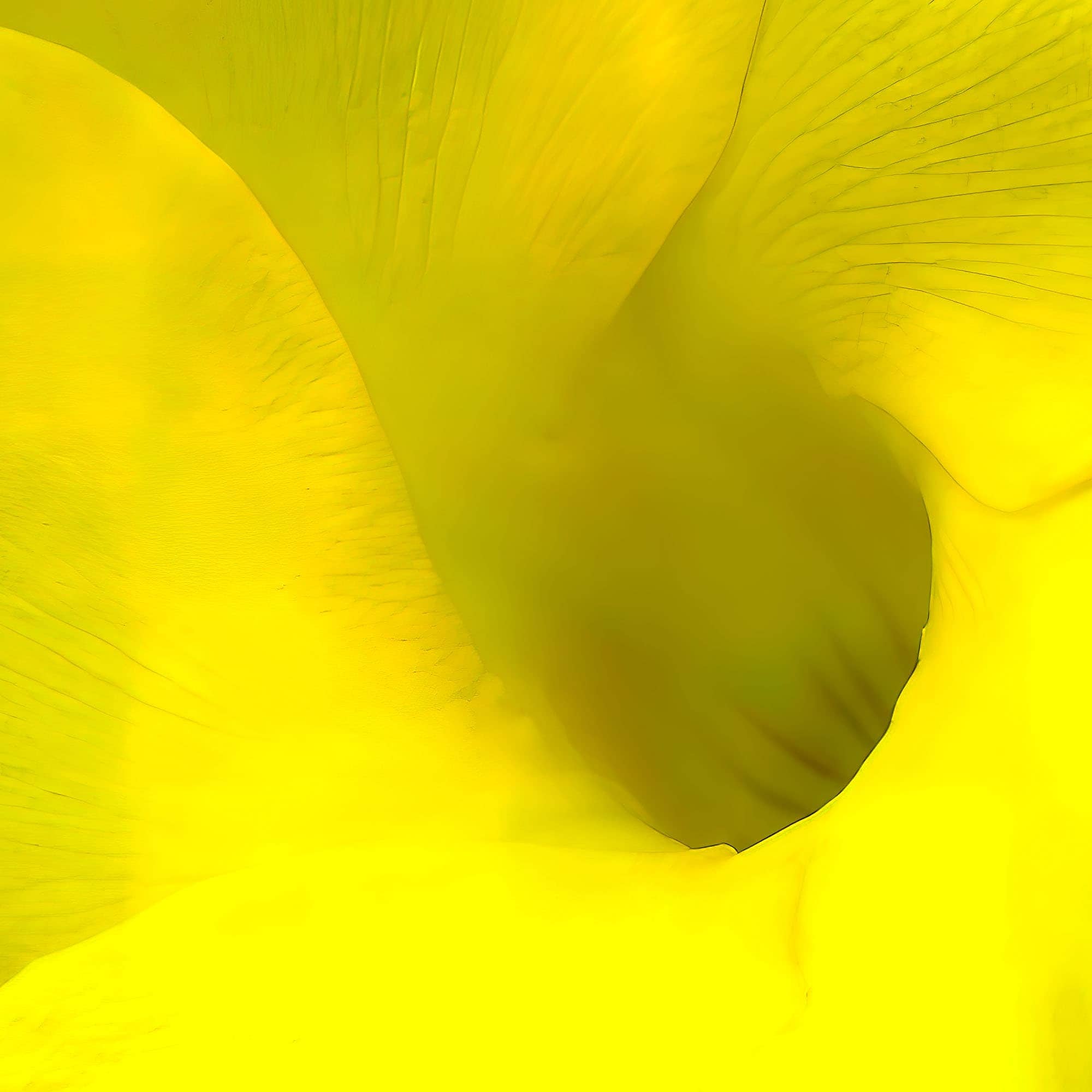 Alamanda Blossom — MARLIN OUVERSON flower for budding foley artist